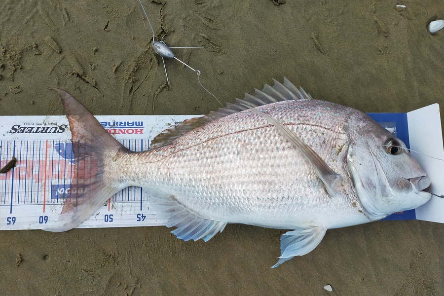 Len Clarke caught this 55.5cm Snapper at Ninety Mile Beach during The Export NZ Fishing Competition