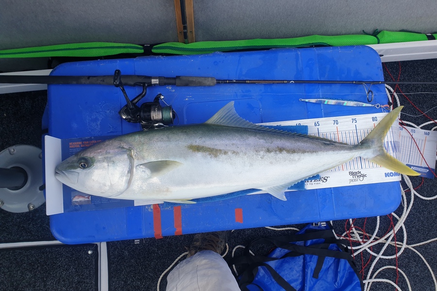 Antony Folwell caught this 81.5cm Kingfish at Hauraki Gulf during The Export NZ Fishing Competition