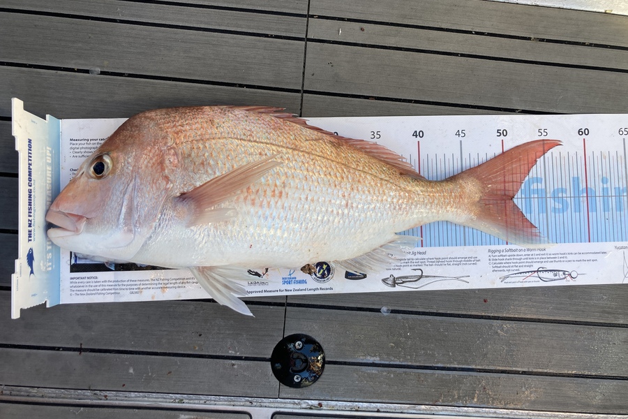 Shaine Pask caught this 50.5cm Snapper at Whakatane during The Export NZ Fishing Competition