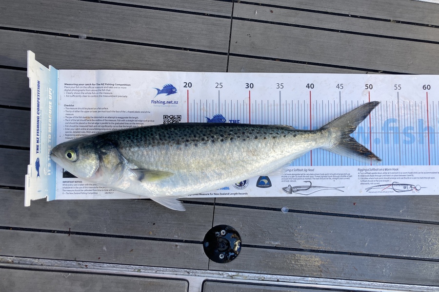 Shaine Pask caught this 46.0cm Kahawai at Whakatane during The Export NZ Fishing Competition
