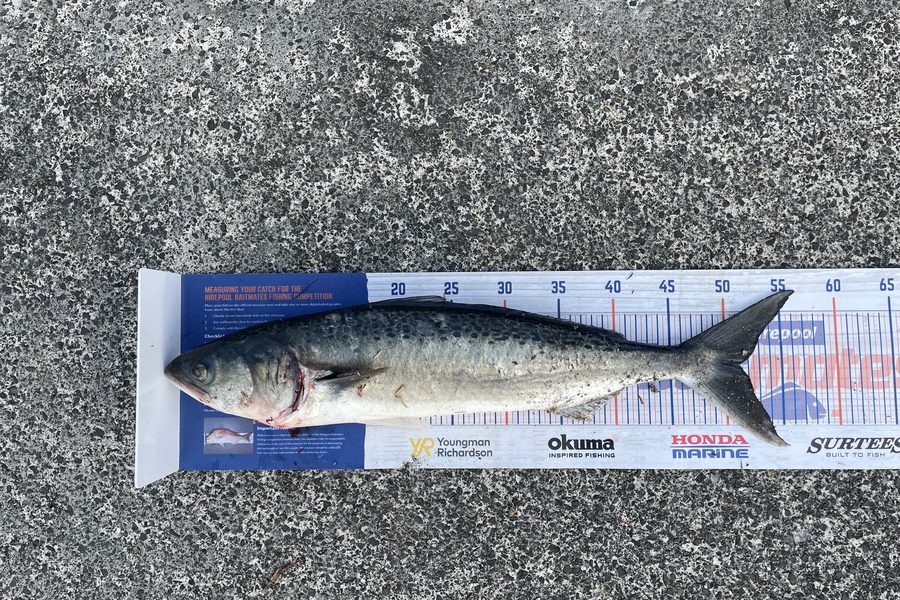 Brandon Booth caught this 51.0cm Kahawai at Takapuna / black rock  during The Export NZ Fishing Competition