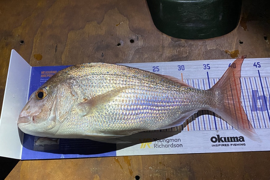 Blair Brookbanks caught this 40.5cm Snapper at Papamoa Beach  during The Export NZ Fishing Competition