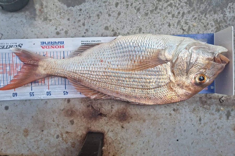 Andrew  Graham  caught this 56.5cm Snapper at Papakura channel  during The Export NZ Fishing Competition