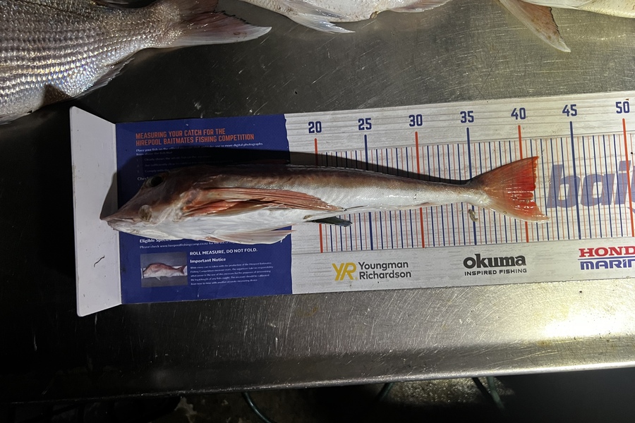 Corey Proffit caught this 40.5cm Gurnard at Mokau  during The Export NZ Fishing Competition