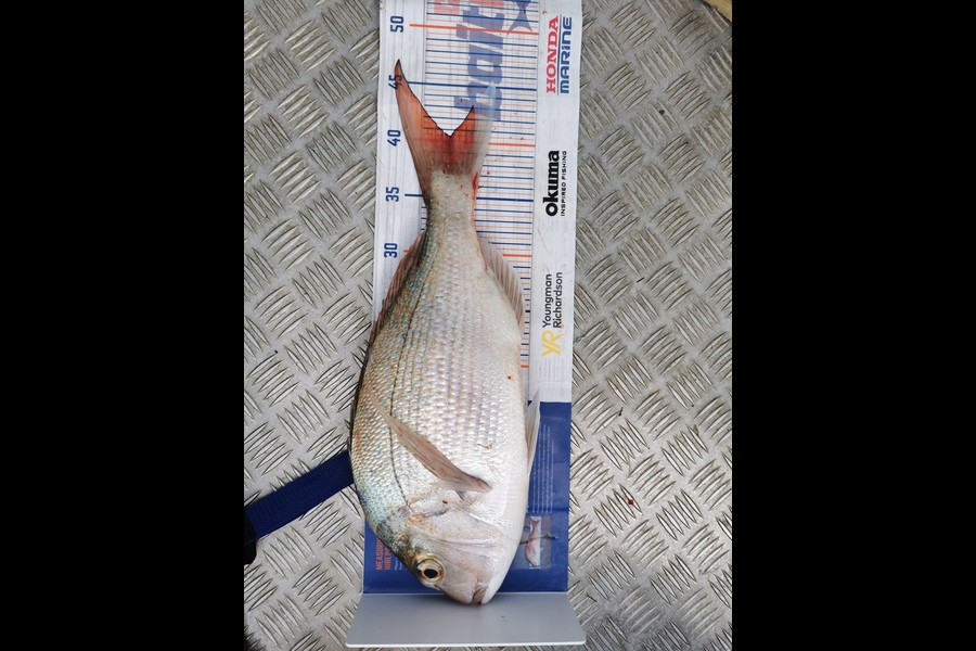 Tyler Cox caught this 40.5cm Snapper at Golden bay  during The Export NZ Fishing Competition