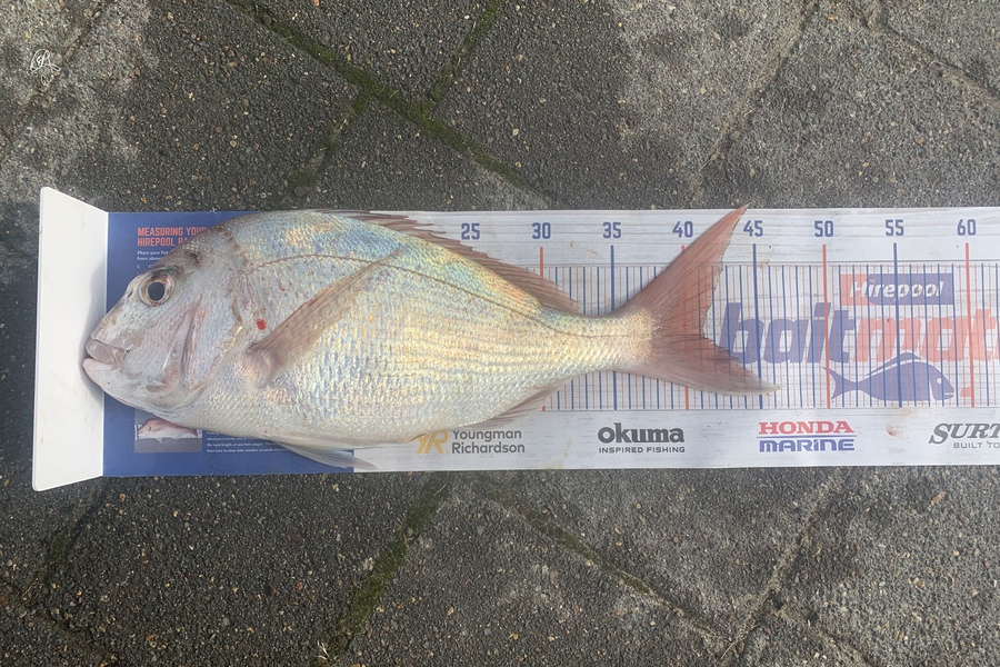 Graeme Duncan caught this 41.0cm Snapper at Bop during The Export NZ Fishing Competition