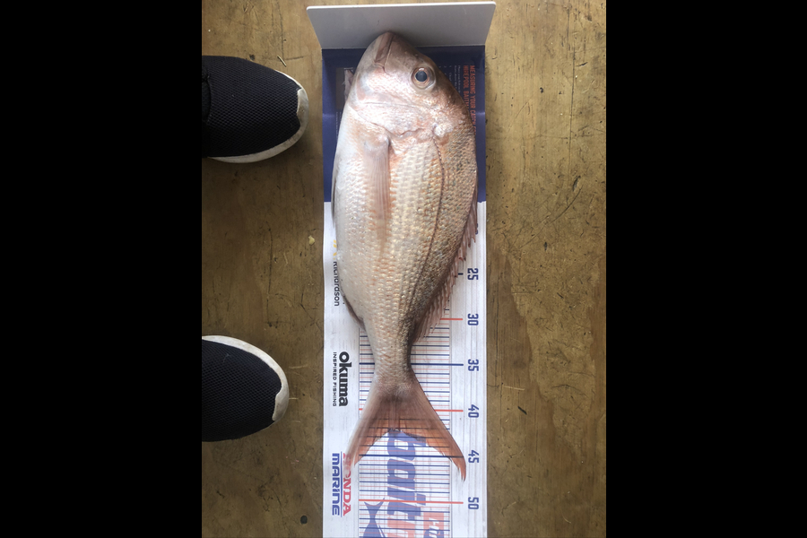 Robin Ryder caught this 42.0cm Snapper at Thames  during The Export NZ Fishing Competition