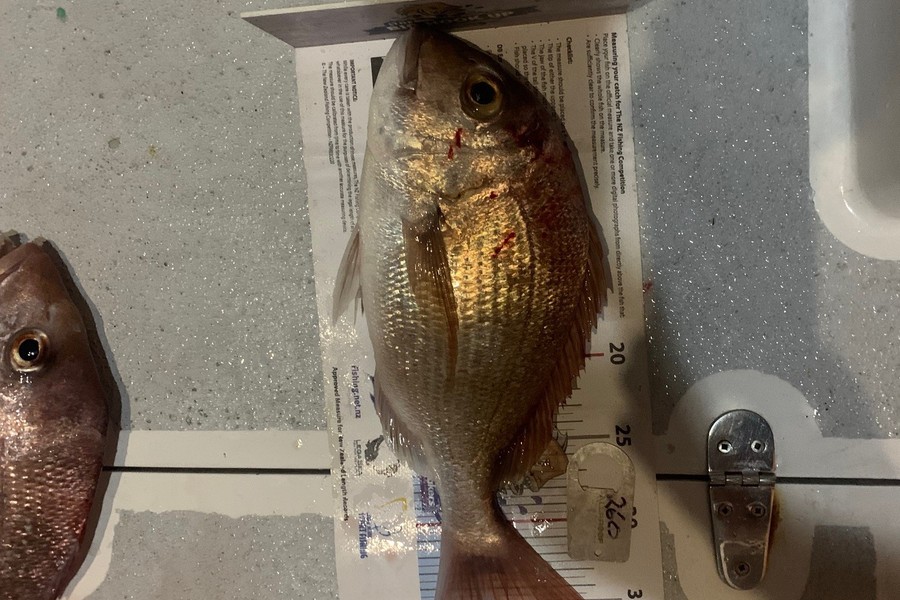 Andrew Smith  caught this 35.0cm Snapper at east coast bays during The Export NZ Fishing Competition