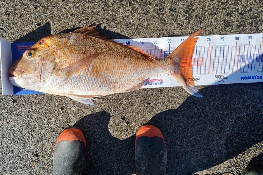 Stormy-leigh Robinson caught this 63.0cm Snapper at Patea during The Export NZ Fishing Competition