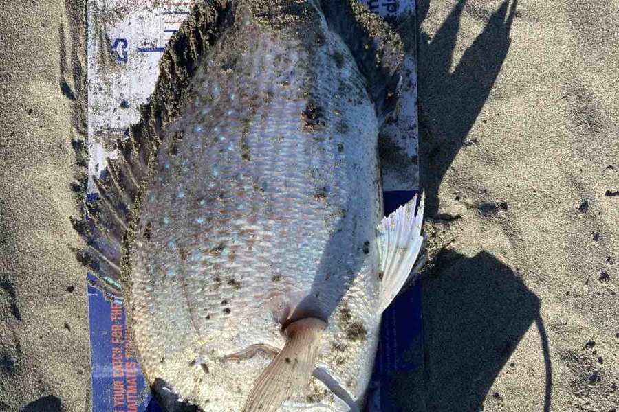Viv Radich caught this 35.5cm Snapper at Foxton during The Export NZ Fishing Competition
