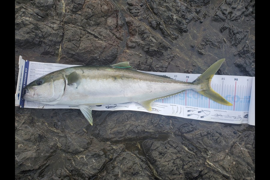 Benjamin Hall caught this 80.0cm Kingfish at East Cape during The Export NZ Fishing Competition