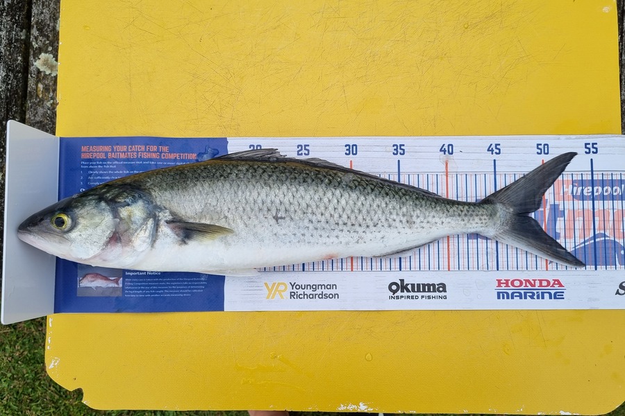 murray loye caught this 48.0cm Kahawai at Thames during The Export NZ Fishing Competition