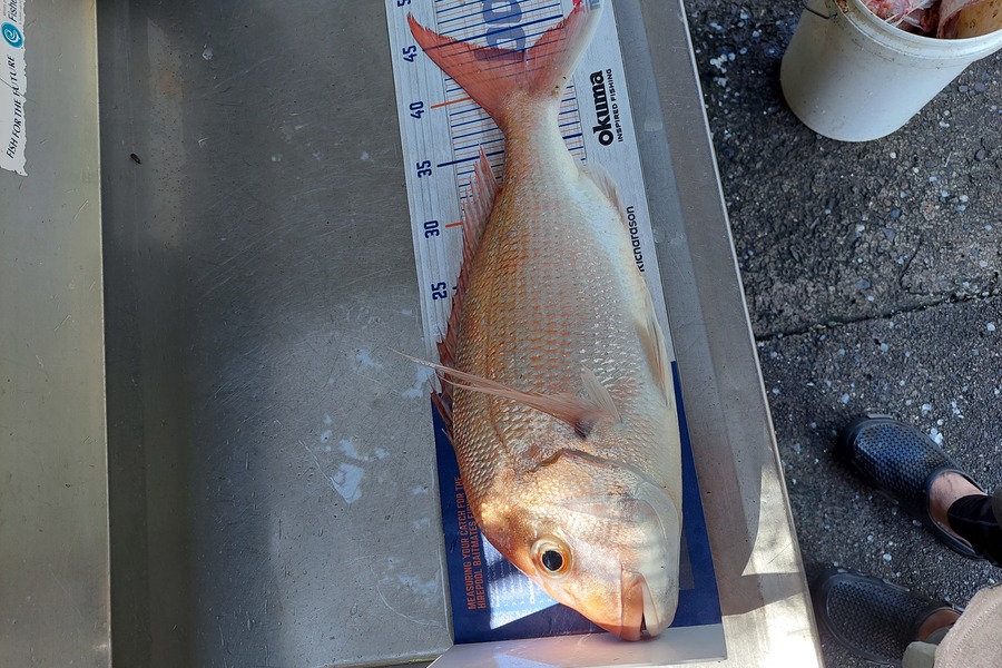 Greg Robinson caught this 43.0cm Snapper at Amodeo bay during The Export NZ Fishing Competition