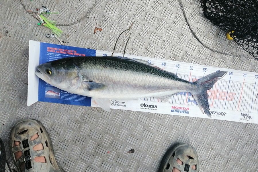 Martyn Patel caught this 57.0cm Kahawai at Manukau Harbour during The Export NZ Fishing Competition
