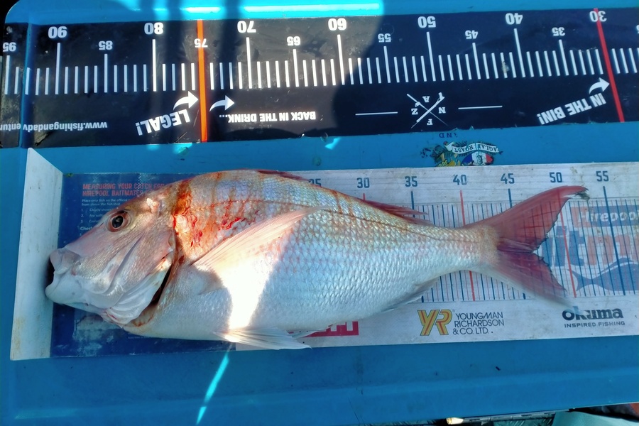 James Pike caught this 46.5cm Snapper at Manu Bay during The Export NZ Fishing Competition