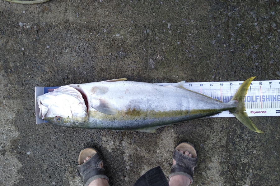 Heath Robinson caught this 101.5cm Kingfish at Patea  during The Export NZ Fishing Competition