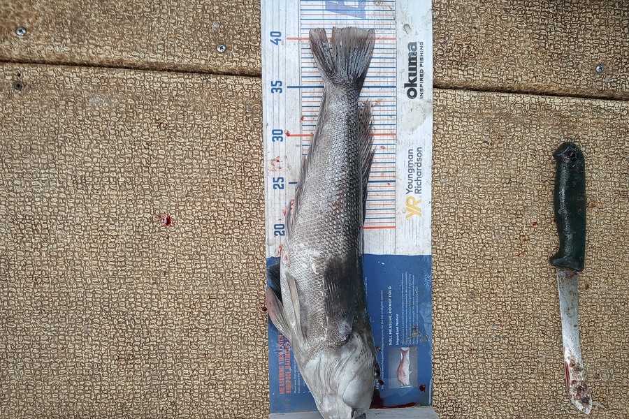Mike Ashton caught this 41.0cm Blue Cod at Otago harbour during The Export NZ Fishing Competition