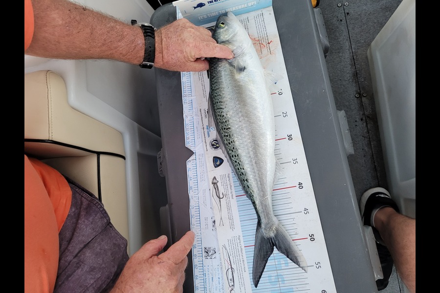 David Hannah caught this 50.5cm Kahawai at Whangamata during The Export NZ Fishing Competition