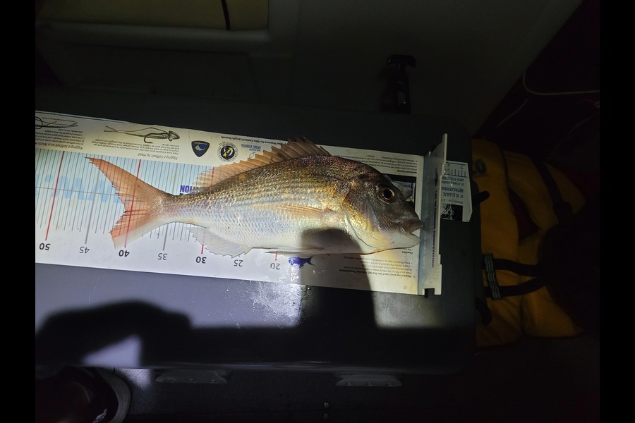 David Hannah caught this 40.5cm Snapper at Whangamata during The Export NZ Fishing Competition