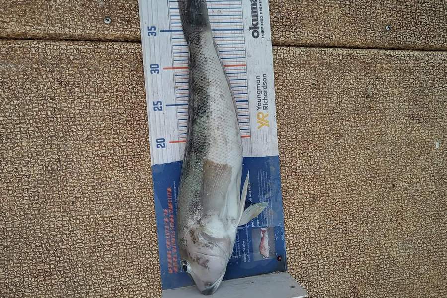 Lisa Dawson caught this 40.0cm Blue Cod at Otago heads during The Export NZ Fishing Competition