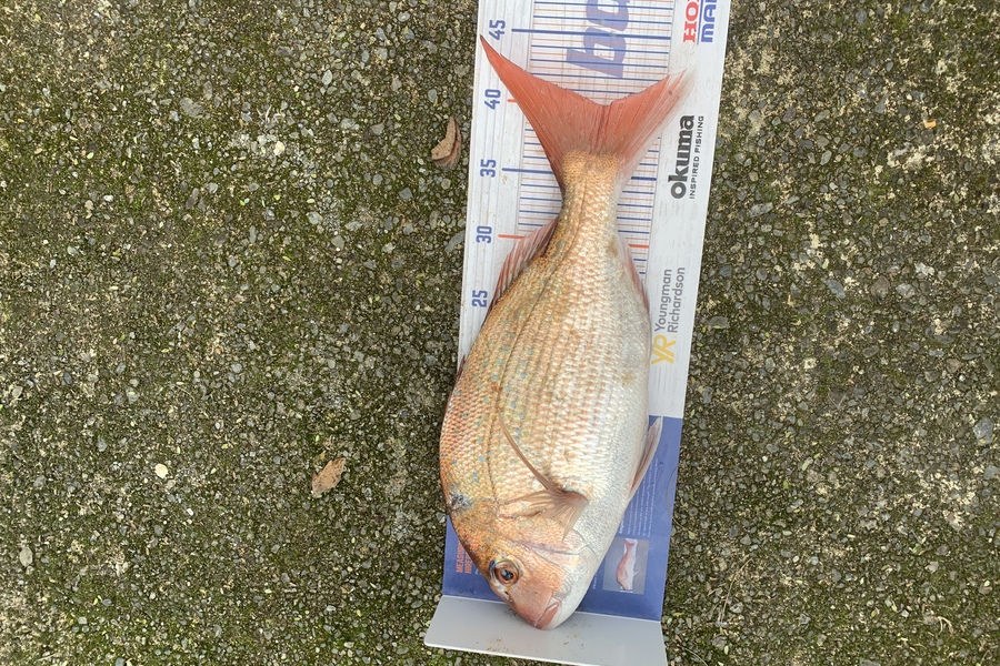 Chris Senior caught this 40.0cm Snapper at Mana during The Export NZ Fishing Competition