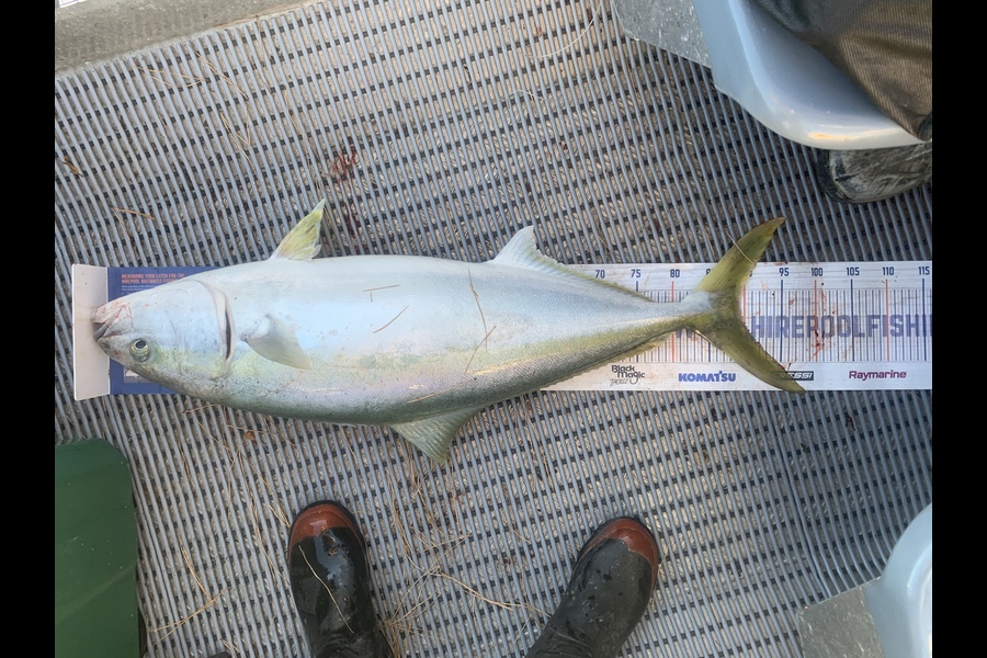 Josh Bolton caught this 89.0cm Kingfish at Wellington during The Export NZ Fishing Competition