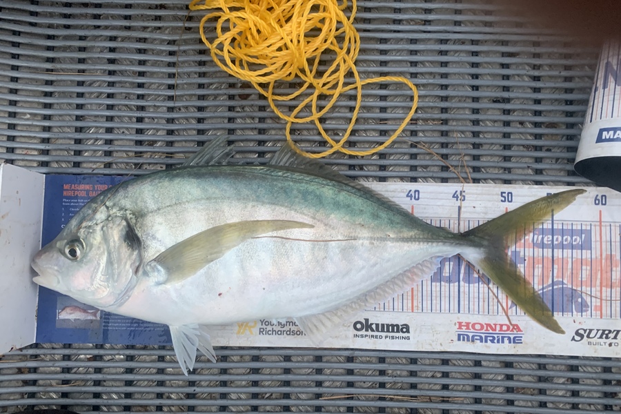 Josh Bolton caught this 50.0cm Trevally at Wellington  during The Export NZ Fishing Competition