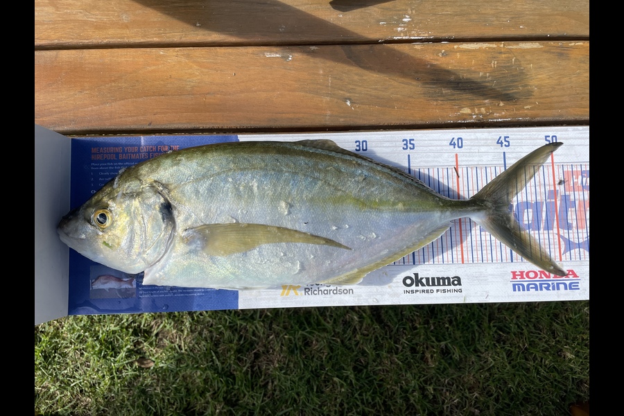 Cain Manley caught this 45.0cm Trevally at Bowentown  during The Export NZ Fishing Competition