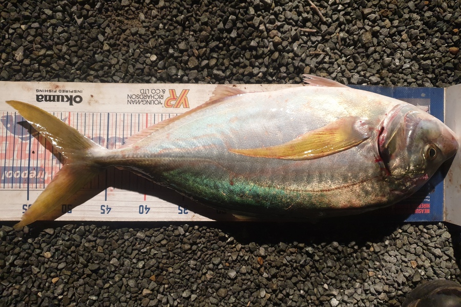 Rodney Niven caught this 50.0cm Trevally at Mana during The Export NZ Fishing Competition
