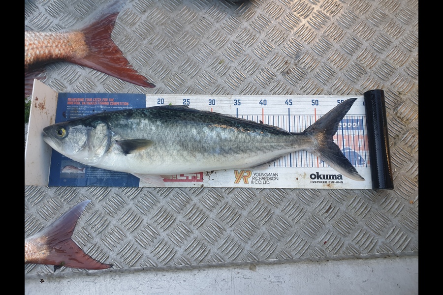 Rodney Niven caught this 53.0cm Kahawai at Mana during The Export NZ Fishing Competition