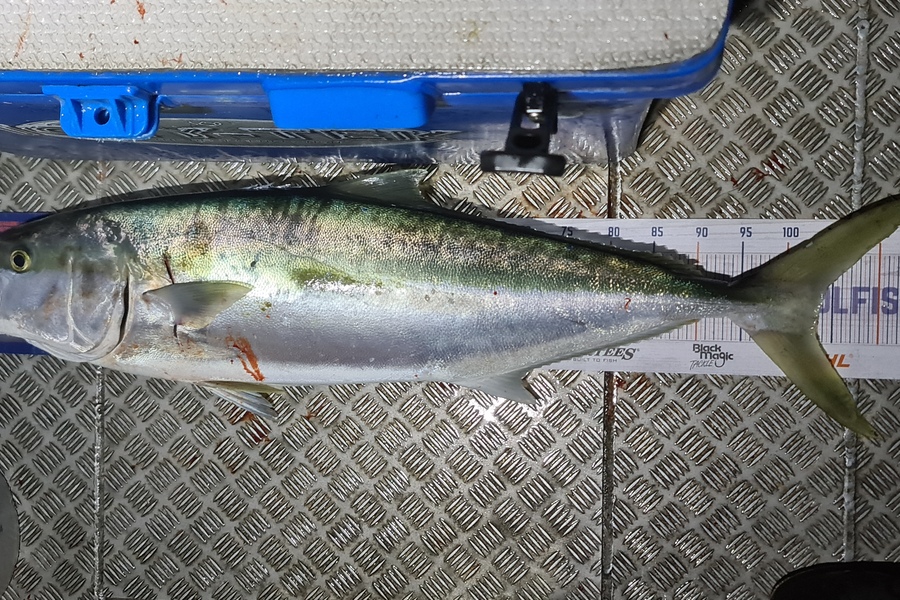 Bevan Harris caught this 103.0cm Kingfish at Waitara during The Export NZ Fishing Competition