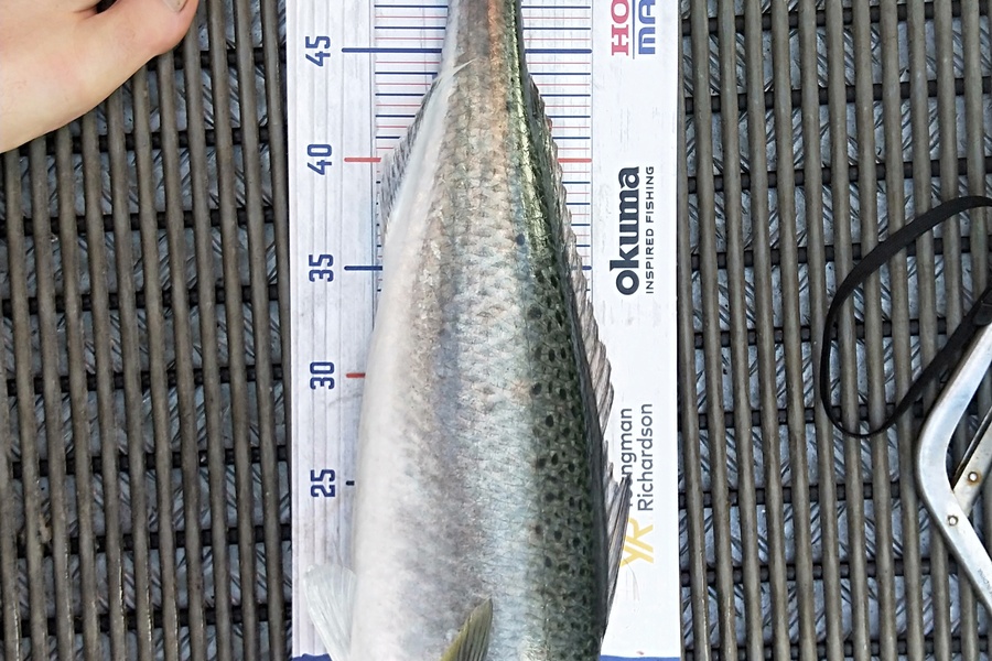 Harold Webber caught this 53.5cm Kahawai at Maketu during The Export NZ Fishing Competition