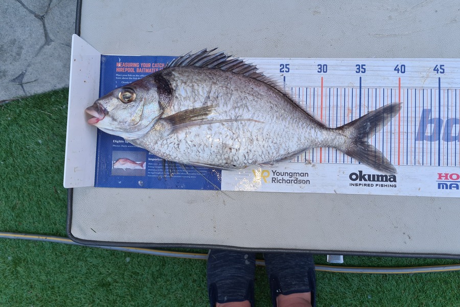 David Kovacs caught this 36.0cm Tarakihi at Wellington west during The Export NZ Fishing Competition