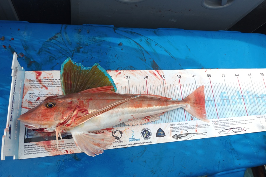 Nick Richards caught this 46.5cm Gurnard at West coast sth during The Export NZ Fishing Competition