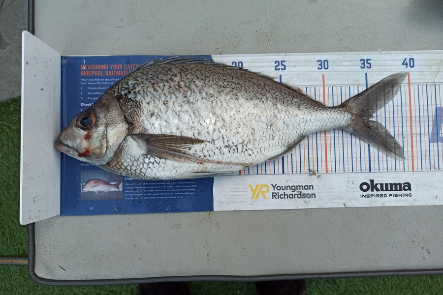 Duncan Pringle caught this 35.0cm Tarakihi at Wellington west during The Export NZ Fishing Competition