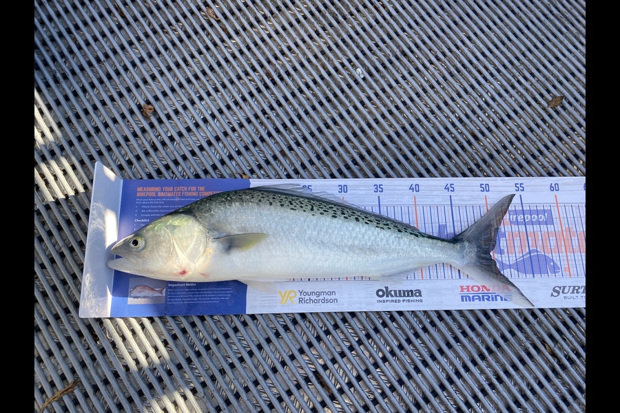 Jonty Peek caught this 49.5cm Kahawai at Tasman bay during The Export NZ Fishing Competition