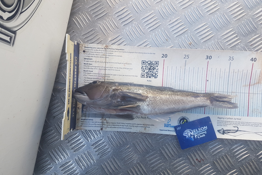 Reid forrest caught this 36.0cm Blue Cod at Nelson  during The Export NZ Fishing Competition