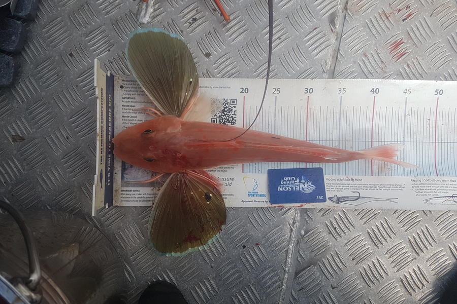 Reid forrest caught this 43.0cm Gurnard at Nelson  during The Export NZ Fishing Competition
