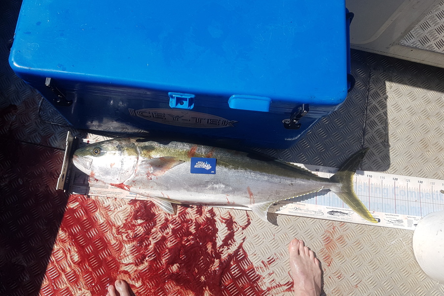 Reid forrest caught this 103.5cm Kingfish at Nelson  during The Export NZ Fishing Competition