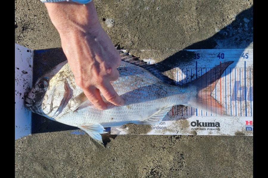 Aidan Parker caught this 38.0cm Snapper at Kapiti  during The Export NZ Fishing Competition