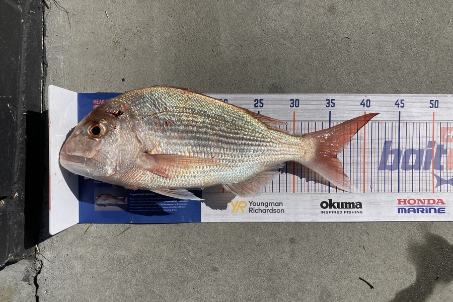 Aden Herbert caught this 36.0cm Snapper at Mount Maunganui  during The Export NZ Fishing Competition