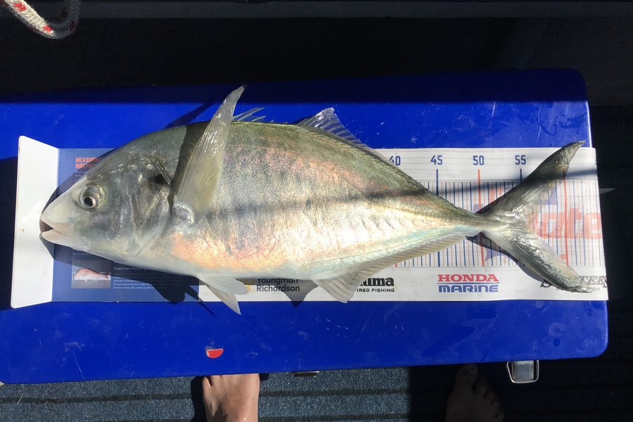 John Morris caught this 55.5cm Trevally at Tauranga harbour  during The Export NZ Fishing Competition