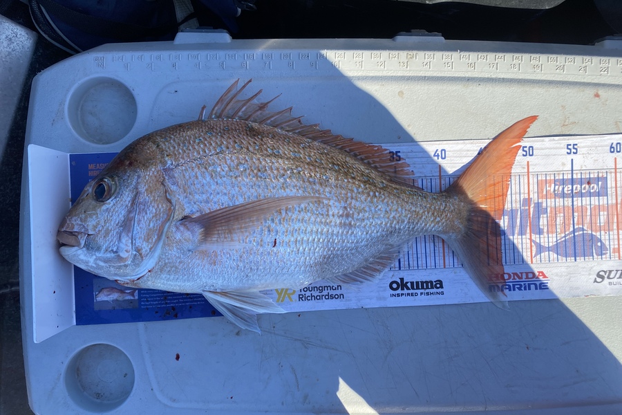 Luke Tobin caught this 46.5cm Snapper at Kapiti coast  during The Export NZ Fishing Competition