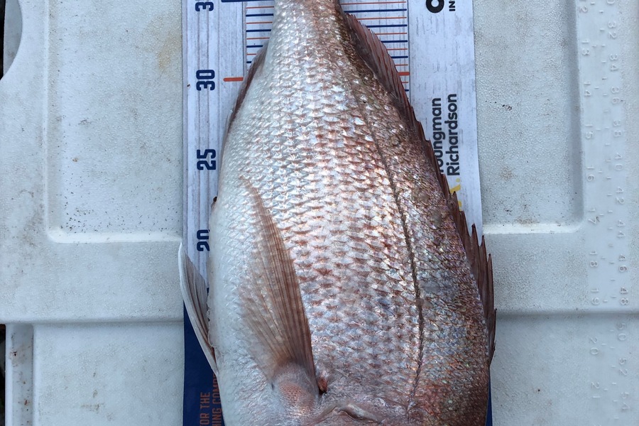 Spencer Dunstone caught this 41.5cm Snapper at Thames during The Export NZ Fishing Competition