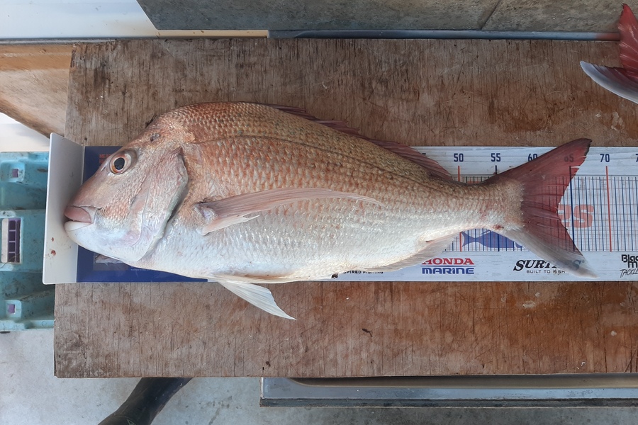 Anita Powell caught this 63.0cm Snapper at Opunake during The Export NZ Fishing Competition