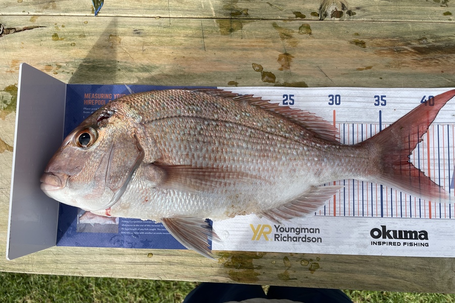 Rhys Holding caught this 38.0cm Snapper at Mercury Bay during The Export NZ Fishing Competition