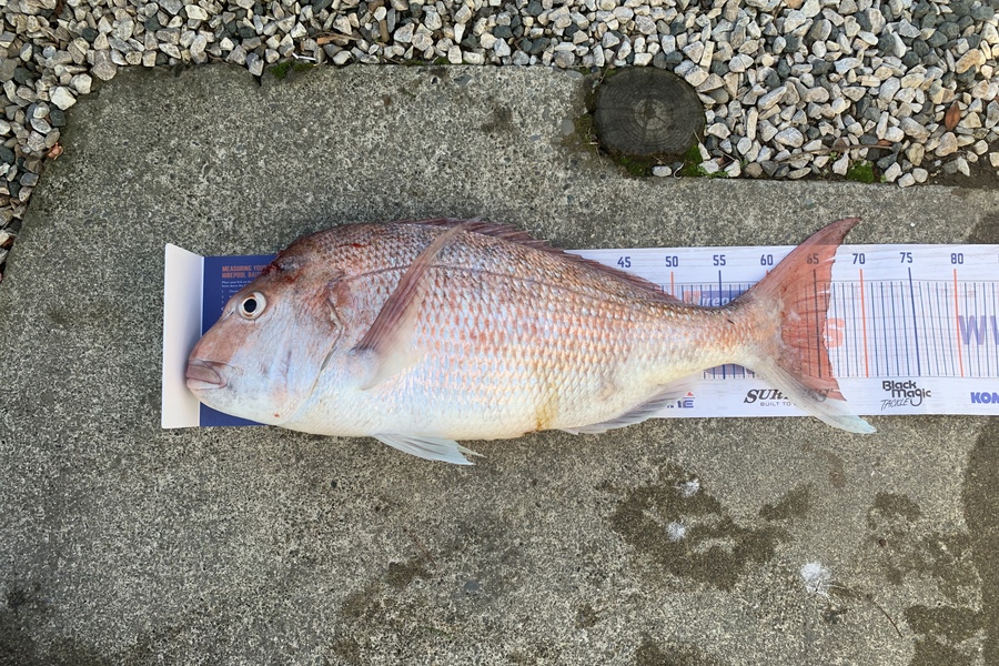 Ollie Meek caught this 65.0cm Snapper at Tasman bay during The Export NZ Fishing Competition