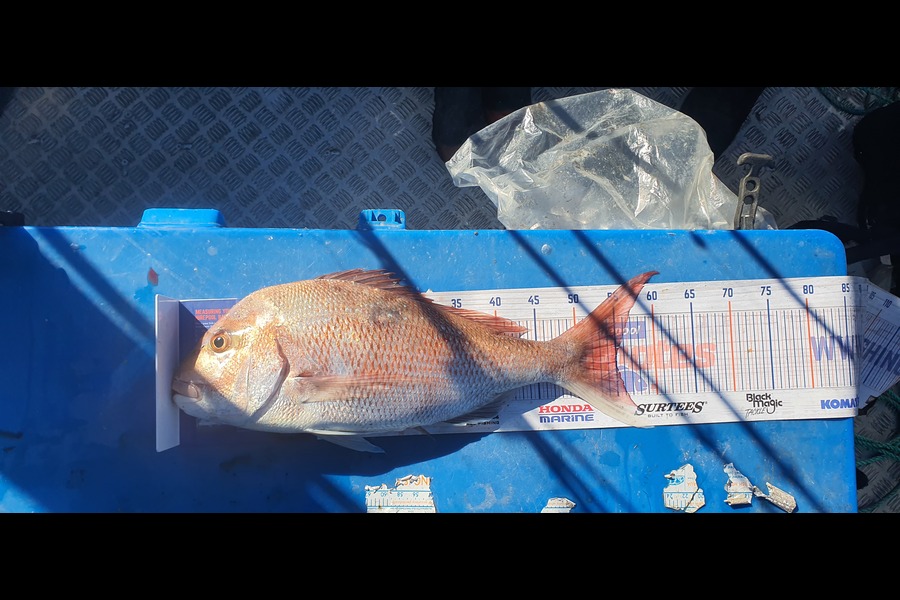 John Corban caught this 55.0cm Snapper at New Plymouth during The Export NZ Fishing Competition