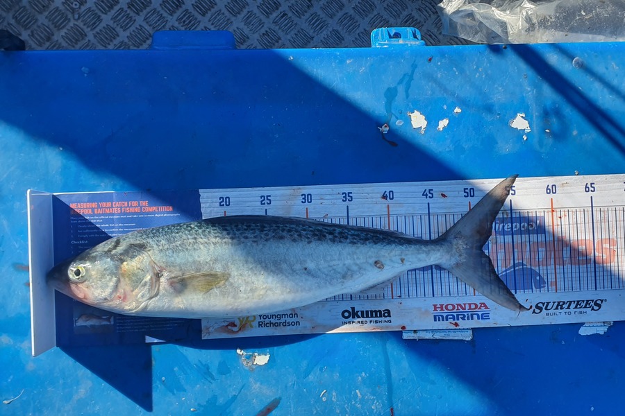John Corban caught this 51.0cm Kahawai at New Plymouth during The Export NZ Fishing Competition