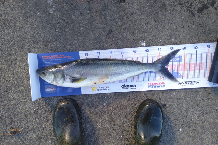 Heath Robinson caught this 52.0cm Kahawai at Patea during The Export NZ Fishing Competition